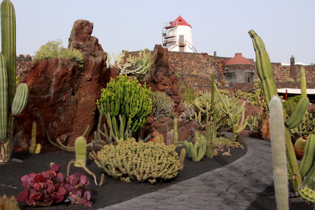 Cactus garden by busylady