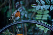 11th Jan 2015 - Robin on a wheel.