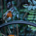Robin on a wheel. by richardcreese