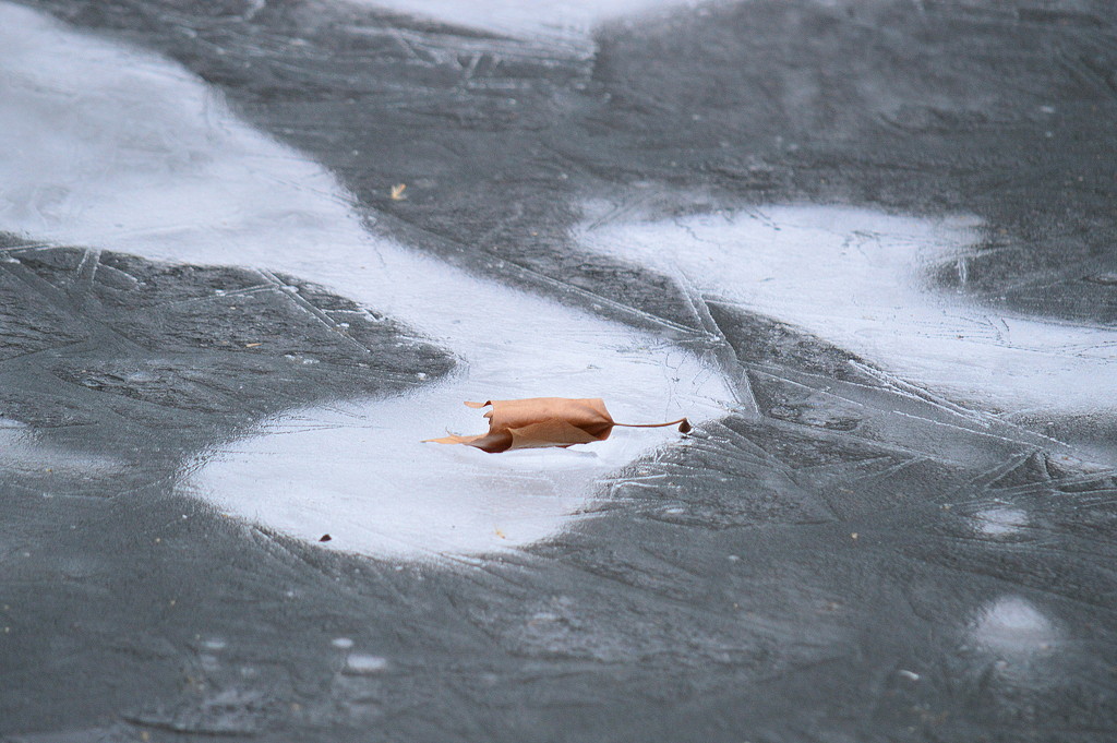 Leaf on Ice by kareenking