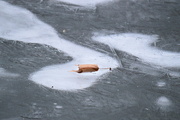 12th Jan 2015 - Leaf on Ice