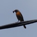 Redstart (Male)   by susiemc