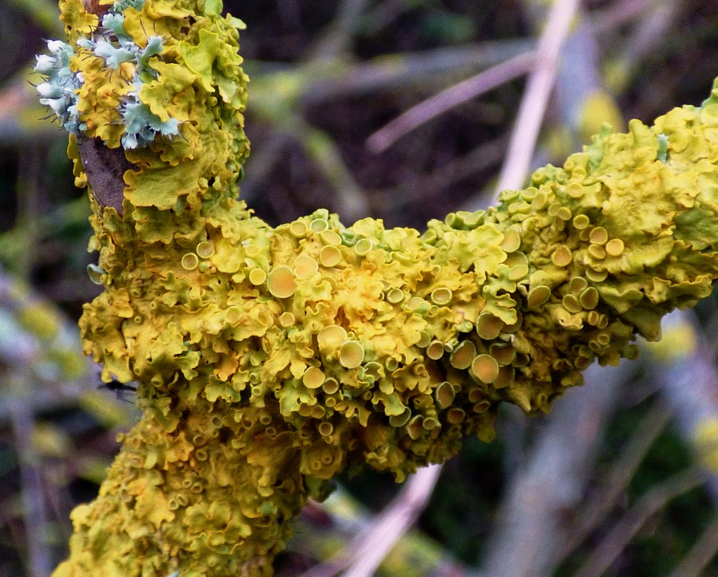 Yellow Scale Lichen by julienne1