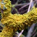 Yellow Scale Lichen by julienne1