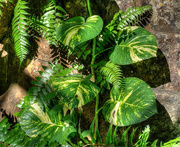12th Jan 2015 - 06 Botanical Garden, Tortola