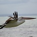 Fly Pelican Fly! by leestevo