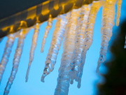 12th Jan 2015 - Icicles