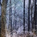 Frosty Woods  by mzzhope