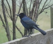 2nd Jan 2015 - Boat-tailed Grackle