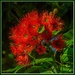 Red flowering Gum by gosia