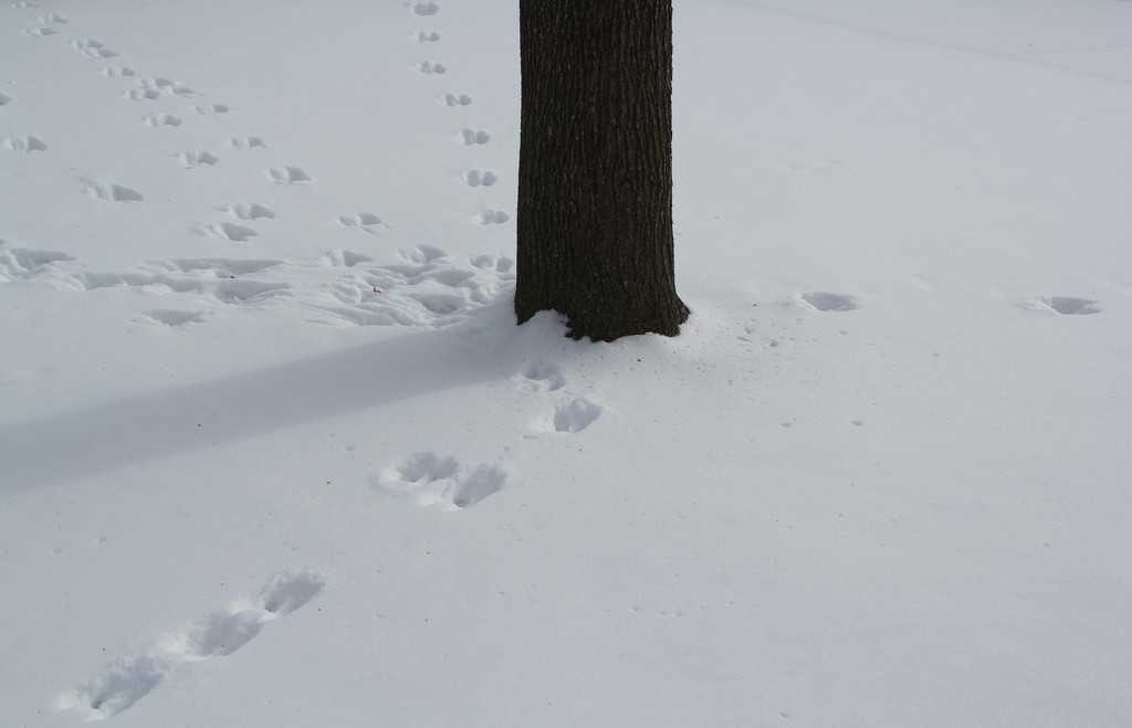 Tree tracks by edorreandresen