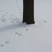 Tree tracks by edorreandresen