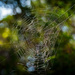 Spider Web! by gigiflower