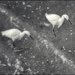 No Egrets by pixelchix