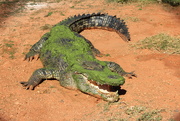 13th Jan 2015 - Day 3 - Crocodile