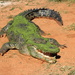 Day 3 - Crocodile by terryliv