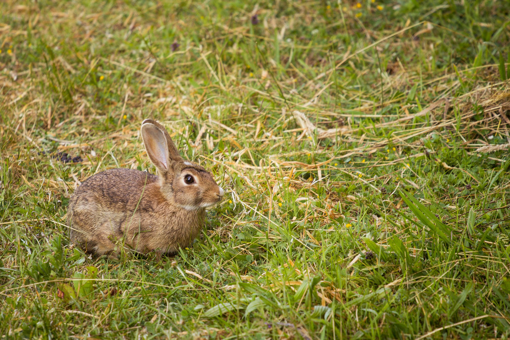 Horst, the rabbit #258 by ricaa