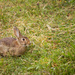 Horst, the rabbit #258 by ricaa