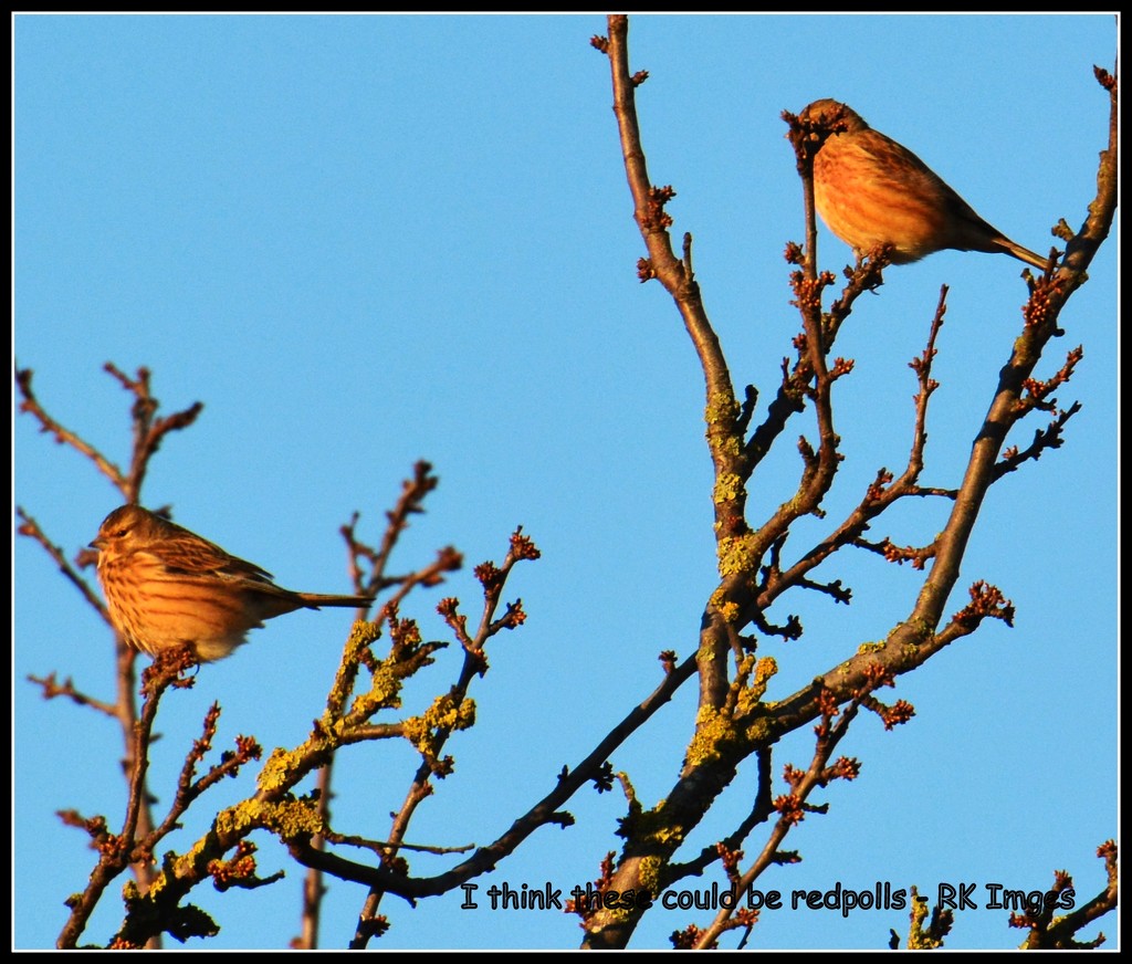 I think these could be redpolls by rosiekind