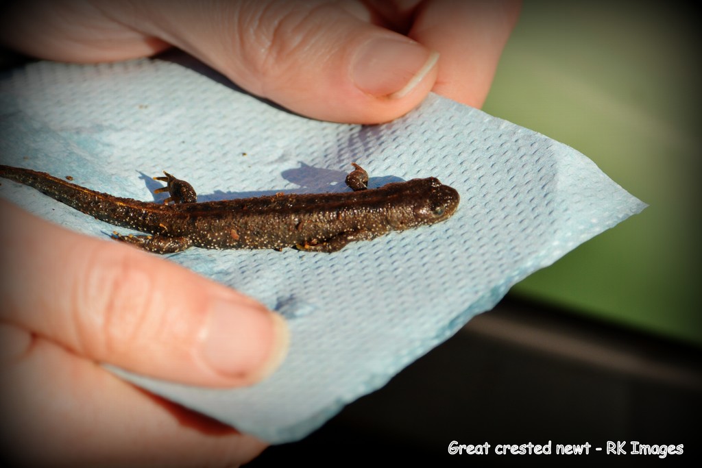 Great crested newt by rosiekind