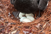 13th Jan 2015 - 5 swan eggs  9370rsz