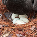 5 swan eggs  9370rsz by rontu