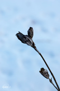 13th Jan 2015 - Withered flower