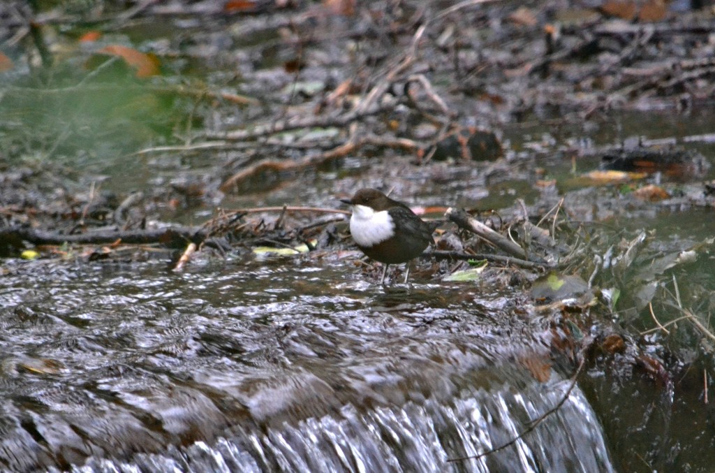 White Throated Dipper by ziggy77