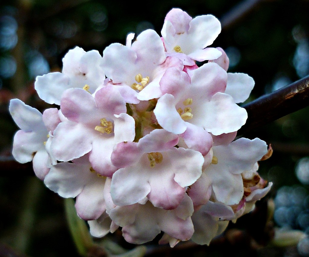 Viburnum by countrylassie