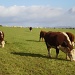 Hereford cattle. by snowy