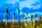 13th Jan 2015 - Cattails or bulrushes