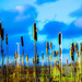 Cattails or bulrushes by novab
