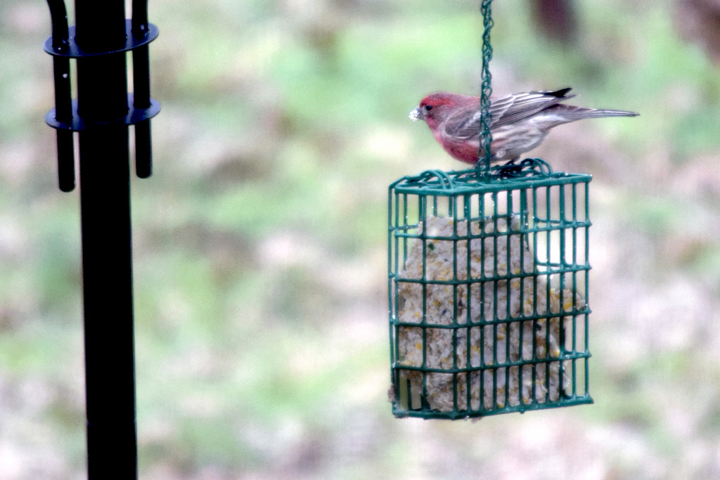 House Finch at Feeder by dsp2