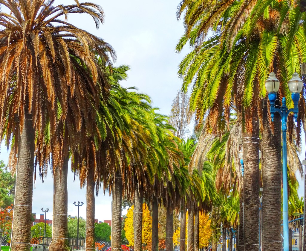 Waterfront Palm Trees by khawbecker