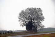 2nd Jan 2015 - beautifully-shaped tree in winter