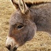 Donkey by essiesue