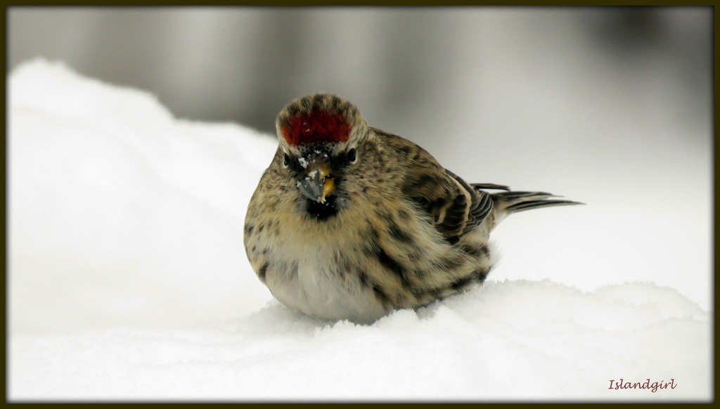 Common Redpoll by radiogirl