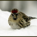 Common Redpoll by radiogirl