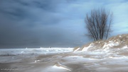 12th Jan 2015 - Lone Tree on the Beach