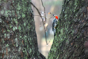 3rd Jan 2015 - Red-bellied Woodpecker