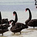 Group of Swans by leestevo