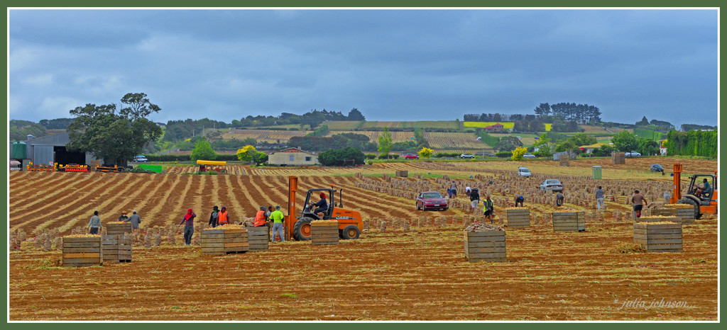 Onion Pickers by julzmaioro