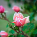Roses and SMILES! by gigiflower