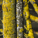Hope you lichen this one by shepherdman