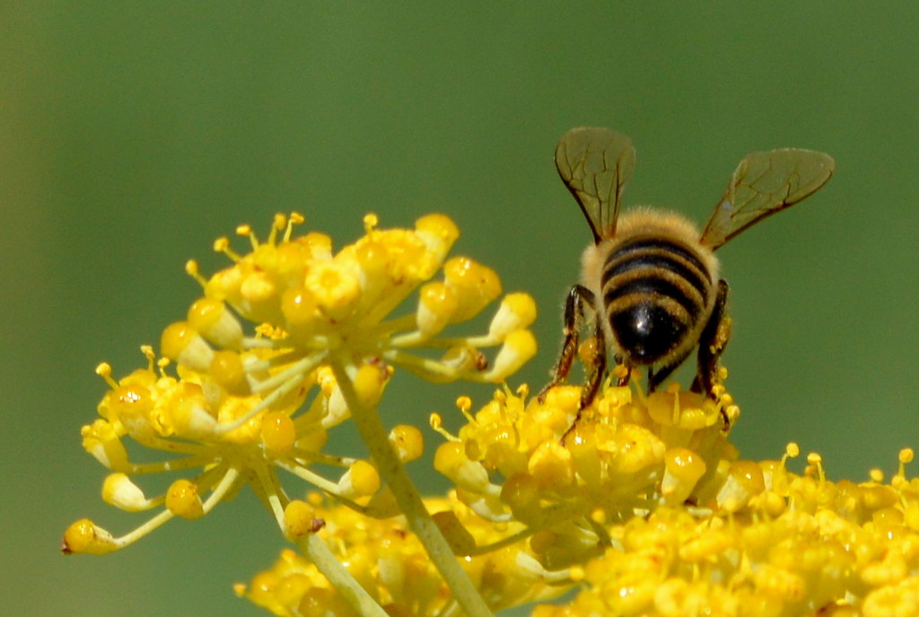 Bee  by nickspicsnz