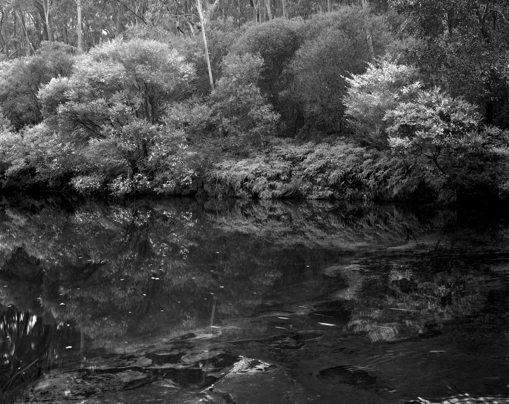 Quiet pool with blossoms by peterdegraaff