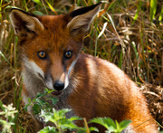14th Jan 2015 - 14th January 2015 - Fox cub
