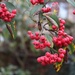 14 January 2015 (Cotoneaster berries) by lavenderhouse