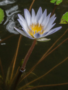 14th Jan 2015 - 08 Water Lilly