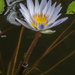 08 Water Lilly by bob65